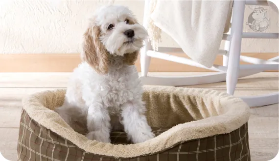 legowisko dla małego psa